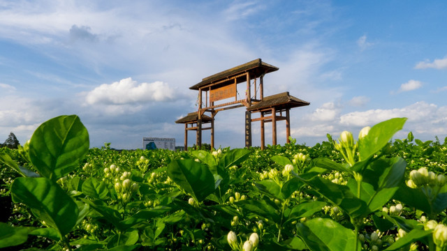 横县中华茉莉园