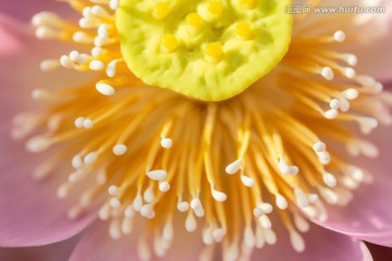 荷花特写 娇嫩花蕊