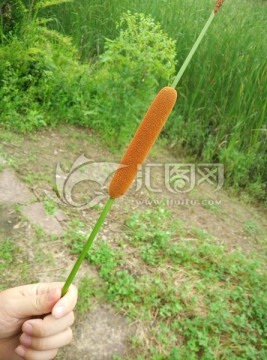 香蒲草