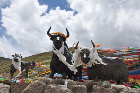 西藏拉萨米拉山口牦牛雕塑