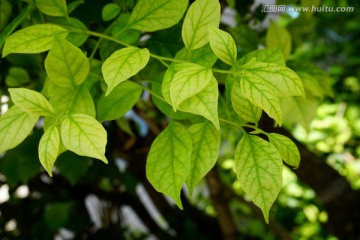 植物叶子