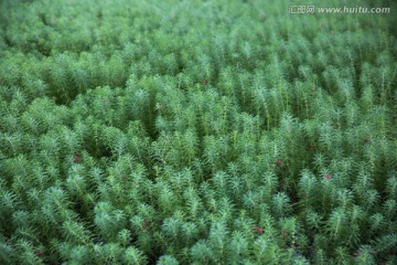 绿色狐尾藻