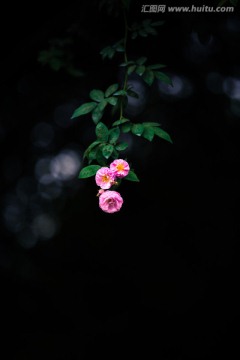 一枝蔷薇