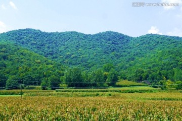 山下玉米田