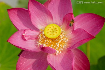 露珠蜜蜂红色莲花特写