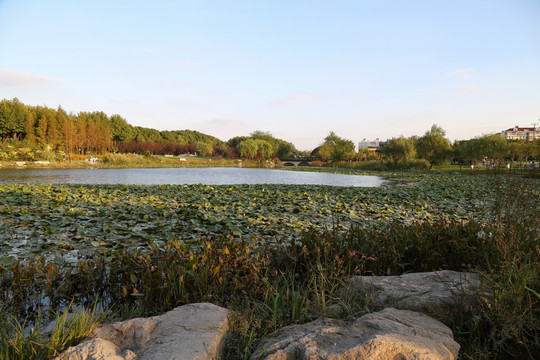 上海 湿地