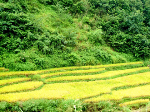 山脚的稻田