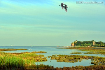 北戴河鸽子窝观鸟湿地