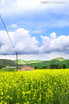 油菜花