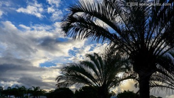 椰林树影