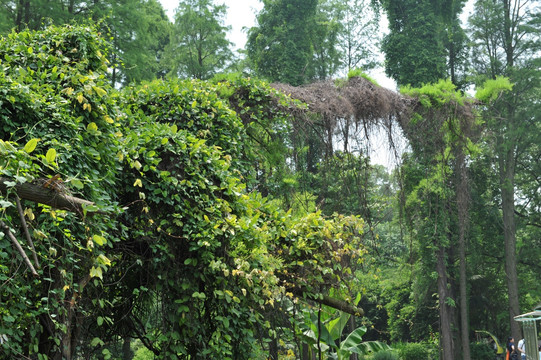 植物园