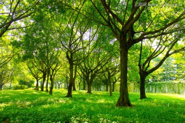 自然风光绿色树林摄影