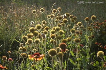 五月的菊花