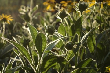 五月的菊花