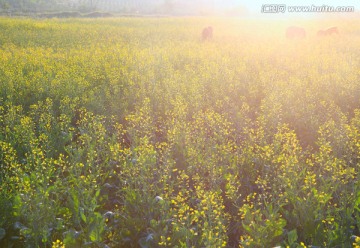 油菜花