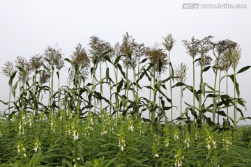 高粱