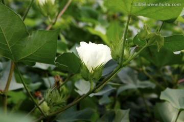 棉花