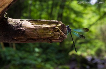 豆娘 森林 蜻蜓