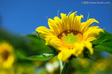 向阳花