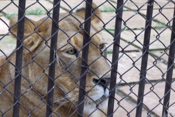 被关在笼子里的母狮子