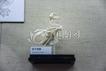 鸽子骨架