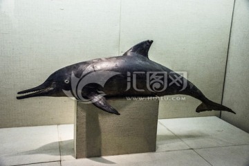 海豚标本
