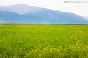 张掖山丹油菜花田野