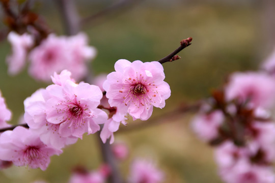 桃花