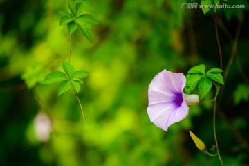 唯美牵牛花壁纸