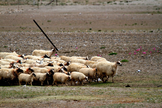 纳木措羊群