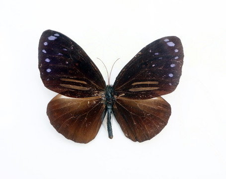 双标紫斑蝶