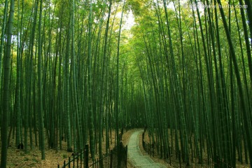 竹林 小路