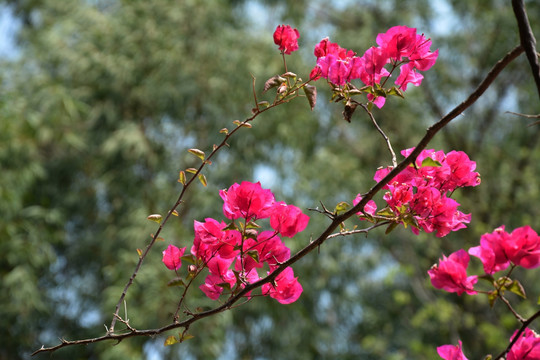 花朵树枝