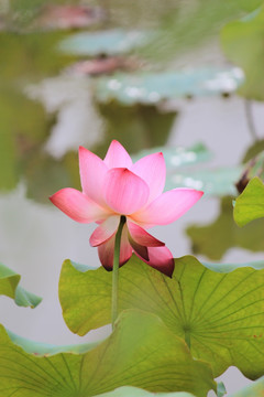 出水芙蓉