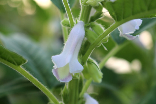 芝麻花