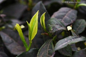 茶叶 茶树