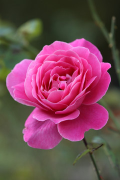 月季花
