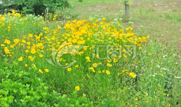 野花 小黄花