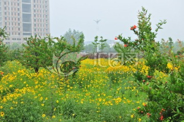 花海 黄花 石榴花