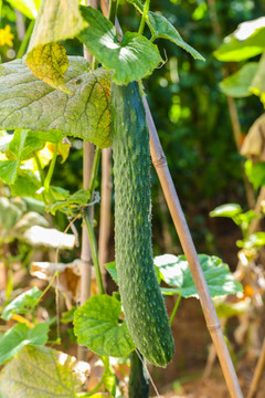 黄瓜 Cucumber