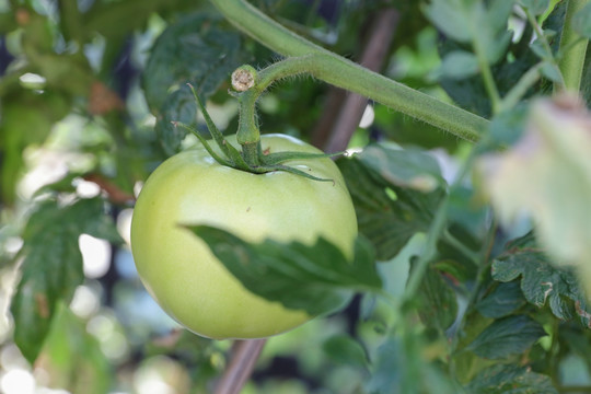 西红柿 番茄 Tomato