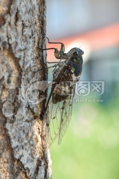 树上的蝉 知了 Cicada