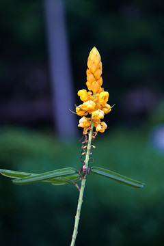 亚热带黄花