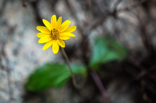 黄色的小花蟛蜞菊