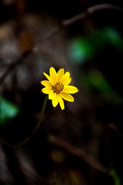 小黄花蟛蜞菊