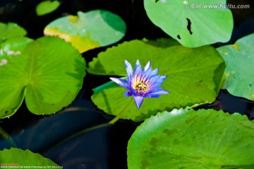 水中莲花