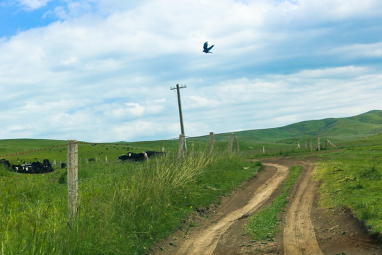 祁连山草原道路