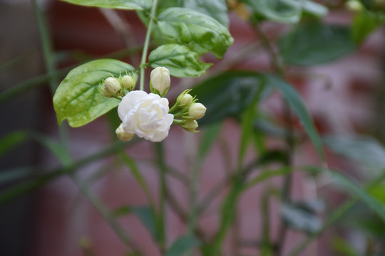 茉莉花