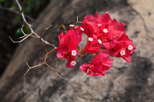 花朵特写