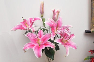 百合花素材